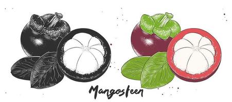 vector gegraveerde stijl illustratie voor affiches, decoratie en afdrukken. hand- getrokken etsen schetsen van mangisboom in monochroom en kleurrijk. gedetailleerd vegetarisch voedsel Linosnede tekening.