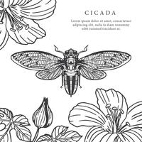 Cicada Hand Getekende Achtergrond Vector