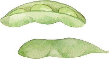 waterverf illustratie van groen edamame bonen. groen soja bonen en zaad. Aziatisch voedsel. edamame minnaar vector