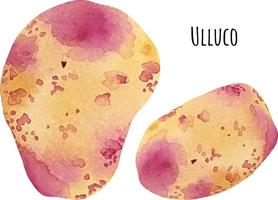 waterverf illustratie van ulluco. ullucus tuberosus illustratie. kleurrijk ullucus knollen, wortel groente. waterverf rauw groenten vector
