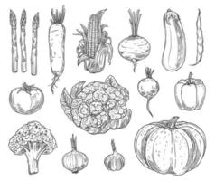 boerderij groenten schetsen, vector reeks