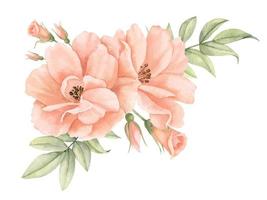 waterverf roos bloemen in pastel perzik roze kleuren. hand- getrokken bloemen illustratie voor bruiloft uitnodigingen of groet kaarten Aan geïsoleerd achtergrond. hoek botanisch samenstelling met groen bladeren vector