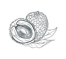 lychee fruit geheel en voor de helft met bladeren. vector hand getekend illustratie.