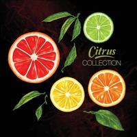 citrus vector verzameling