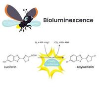 bioluminescentie chemisch reactie wetenschappelijk illustratie vector diagram