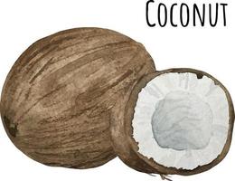 waterverf illustratie van kokosnoot. vers rauw fruit. kokosnoot minnaar illustratie vector