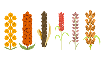 Gratis Sorghum Vector