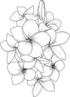 geïsoleerd frangipani bloem hand- getrokken vector schetsen illustratie, botanisch verzameling Afdeling van blad bloemknoppen natuurlijk verzameling kleur bladzijde bloemen boeketten gegraveerde inkt kunst.