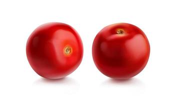 tomaat kers, rood tomaten verschillend visie vector
