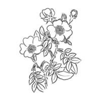bloem vector schets