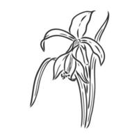 bloem vector schets