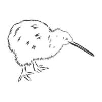 kiwi vogel vector schets