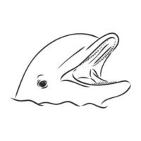 dolfijn vector schetsen