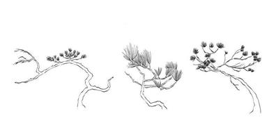 bonsai illustratie vector voor ontwerp element vector. lijn hand- getrokken natuur illustratie. zwart weide van pijnboom boom, kruiden geïsoleerd Aan wit achtergrond. botanisch fabriek.