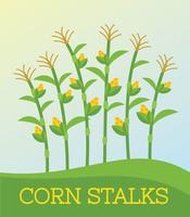 Gratis Corn Stalk Vector