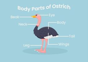 vector lichaam onderdelen van de schattig tekenfilm struisvogel. dieren anatomie in Engels voor kinderen. aan het leren woorden.