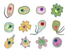 protista, protozoa of amoebe microorganisme cellen vector