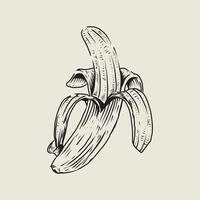 banaan tekening met wijnoogst stijl vector