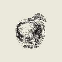 appel tekening met wijnoogst stijl vector