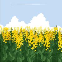 Canola Field Sky Gratis Vector