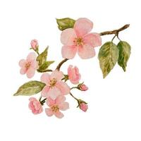 waterverf illustratie met voorjaar bloeiende appel boom takje. vector