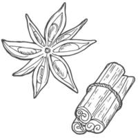 kaneel stokjes en ster anijs zijn hand- getrokken. getextureerde geheel kaneel peulen en anijs bloemen in tekening stijl. geïsoleerd vector illustratie met slagen.