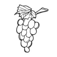 vector hand- getrokken bundel van druiven schets tekening icoon. bundel van druiven schetsen illustratie voor afdrukken, web, mobiel en infographics geïsoleerd Aan wit achtergrond.