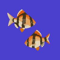 twee aquarium barbus Aan blauw achtergrond vector