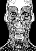 vector illustratie van schedel gezicht tekenfilm