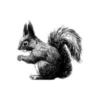 pluizig eekhoorn. grafisch inkt tekening voor afdrukken, wijnoogst hipster stijl. vector illustratie