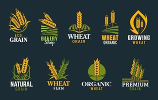 landbouw pictogrammen met tarwe, rogge ontbijtgranen oren vector