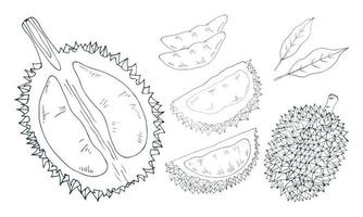 durian geheel, voor de helft, pulp, snee. vector hand getekend illustratie in zwart en wit.