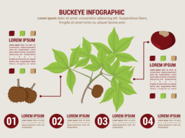 buckeye infographic vector