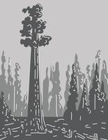 algemeen Sherman boom in sequoia nationaal park Californië monoline lijn kunst grijswaarden tekening vector