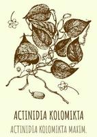 vector tekeningen van actinidia. hand- getrokken illustratie. Latijns naam actinidia kolomikta.