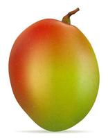 mango vers rijp exotisch fruit vector
