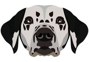 dalmatiër gezicht. vector portret van een hond hoofd geïsoleerd Aan wit achtergrond.