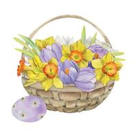 waterverf hand- getrokken Pasen viering clip art. mand met geschilderd eieren, gras, konijntjes, voorjaar bloemen. geïsoleerd Aan wit achtergrond ontwerp voor uitnodigingen, geschenken, groet kaarten, afdrukken, textiel vector