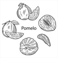 een set van hele pomelo, gesneden pomelo, helften, wiggen en blad. vector