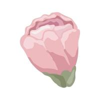roze roos bloem tuin vector