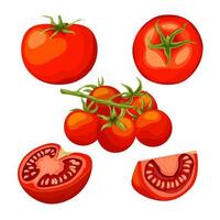 tomaat rood reeks tekenfilm vector illustratie