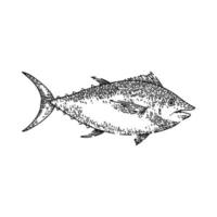 tonijn vis schetsen hand- getrokken vector