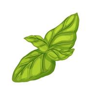 basilicum blad groen tekenfilm vector illustratie