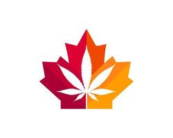 esdoorn- marihuana logo ontwerp. Canadees marihuana logo. rood esdoorn- blad met marihuana vector