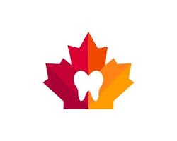 esdoorn- tanden logo ontwerp. Canadees medisch logo. rood esdoorn- blad met tand vector