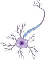 blauw neuron cel. hersenen werkzaamheid en dendrieten. membraan en de kern. wetenschappelijk tekenfilm illustratie. microbiologie en geest vector