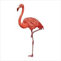 roze flamingo op een witte achtergrond. vector