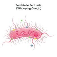 bordetella pertussis gierend hoesten bacterie wetenschap onderwijs vector illustratie