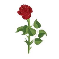 rood roos in realistisch stijl. vector illustratie geïsoleerd Aan wit achtergrond.