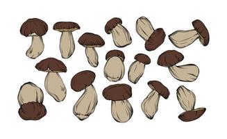 vector reeks van boletus paddestoelen, getrokken in zwart schets met kleur vullen. individu champignons zijn getoond detailopname. vector botanisch illustratie